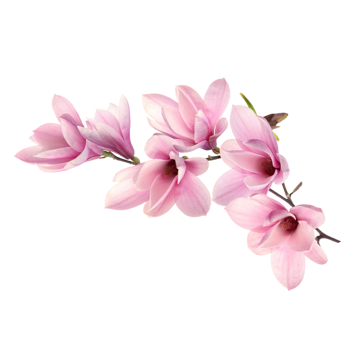 Magnolia: Like the lavish, creamy blooms from which it is extracted, magnolia unfolds as a plush, velvety note in the heart of the perfume. It unfurls to reveal its heady, intoxicating aroma, reminiscent of lush gardens at dawn, when petals are still dew-kissed and the air is fresh.