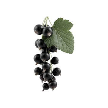 Also known as black currant, Cassis is a fruit with a distinct and enticing aroma. It's deep, rich scent is both sweet and tart, with notes of red berries and a hint of green, leafy undertones.